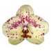 Орхидея 1 ветка (Albufeira)